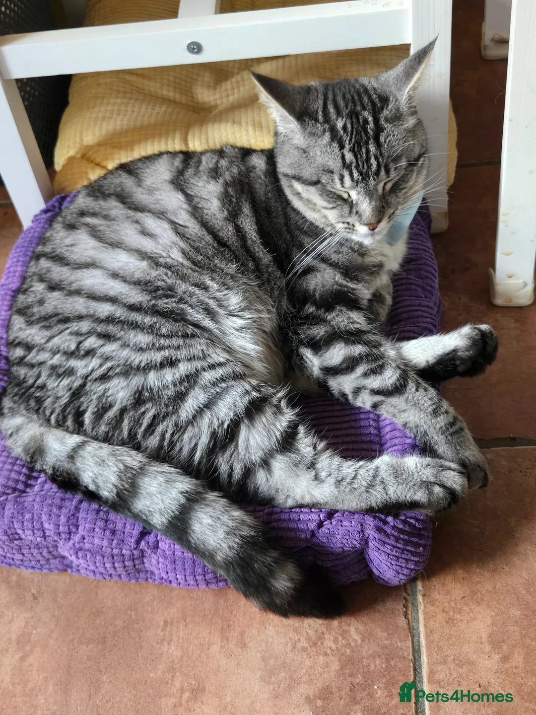 Mixed Breed cats for sale: 2 Maine Coone / Mixed Breed cats - Advert 2