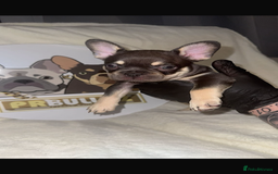 French Bulldog dogs for sale: French Bulldog puppies for sale - Image 5