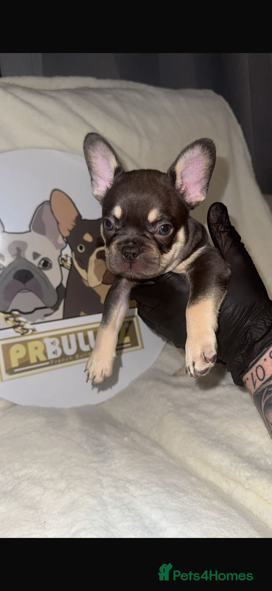 French Bulldog dogs for sale: French Bulldog puppies for sale - Image 5