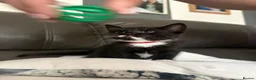 Mixed Breed cats for sale: 3 beautiful kittens in London - Advert 4