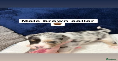 Australian Shepherd dogs - Advert 1