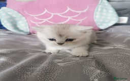 Scottish Fold cats for sale: Scottish Fold/Straight Kittens  - Image 33