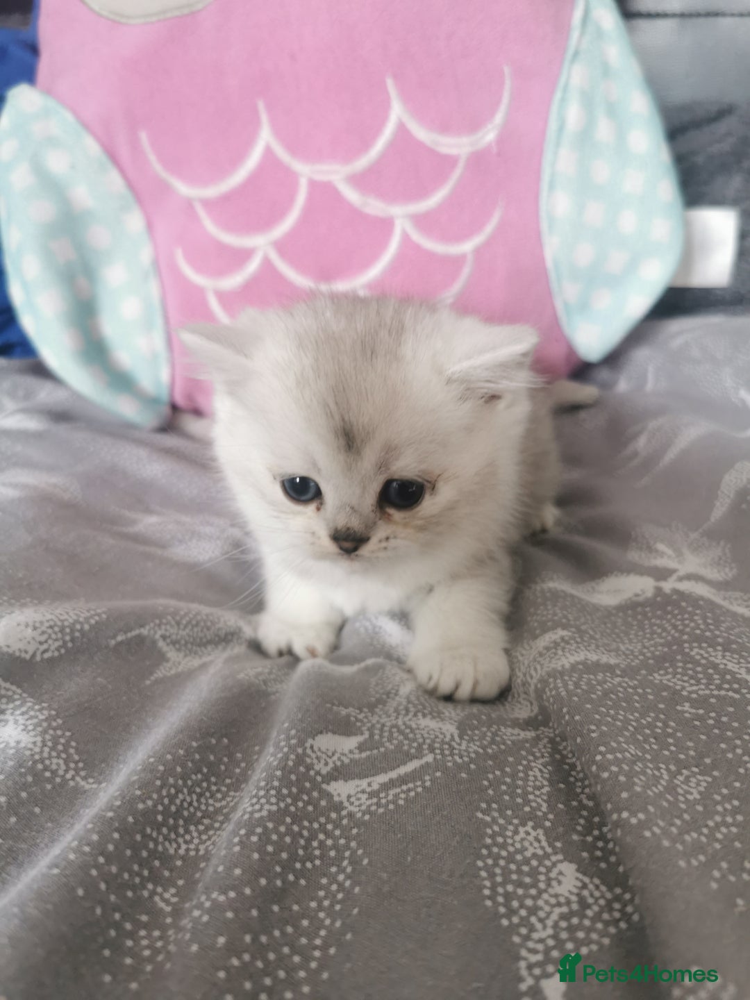 Scottish Fold cats for sale: Scottish Fold/Straight Kittens  - Image 33