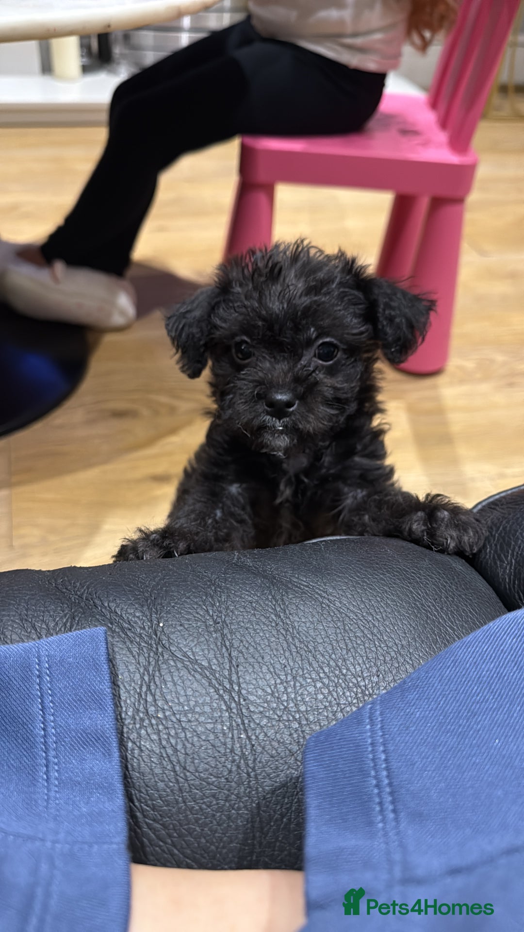 Mixed Breed dogs for sale: Lovely Poppies in Bexleyheath  - Image 1