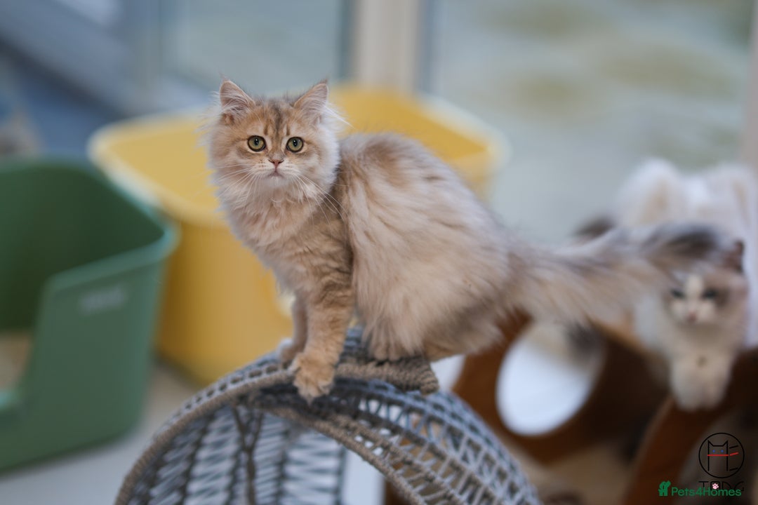 British Shorthair cats for sale: Adorable Blue Golden BSH/BLH kittens - Image 5