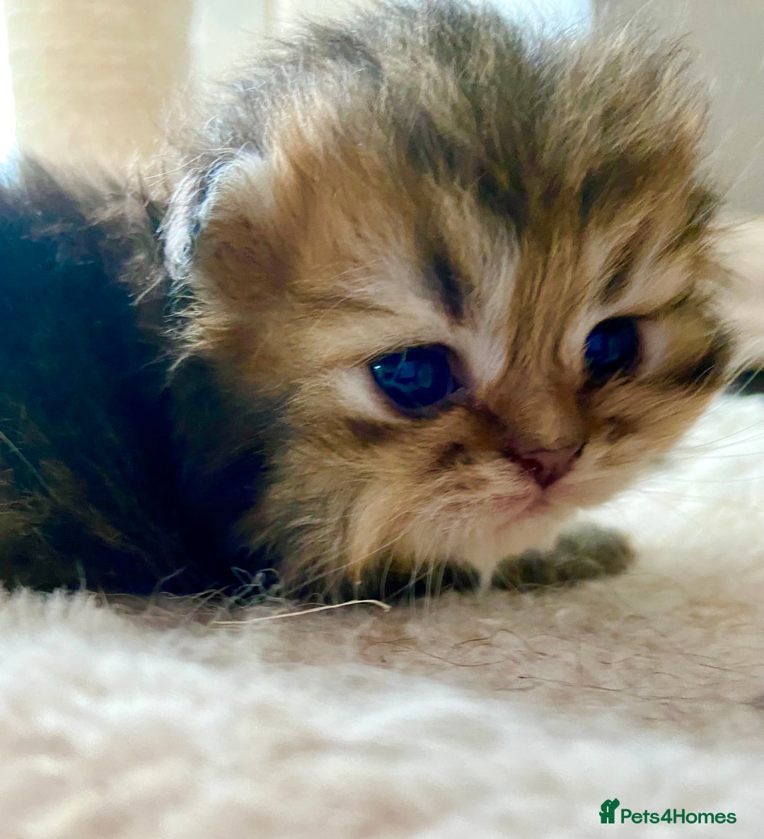 Persian cats for sale: Silver and golden chinchilla Persian kittens - Advert 16