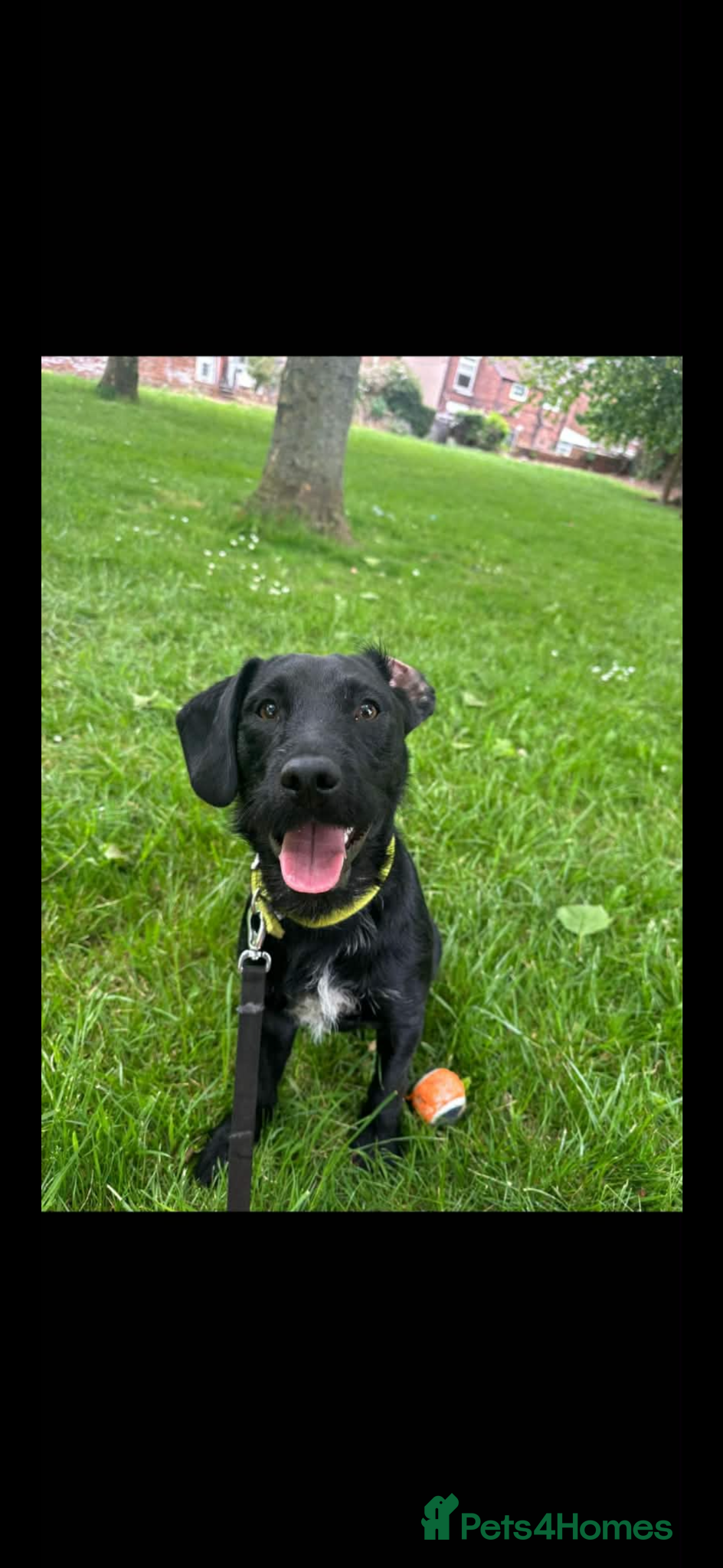 Mixed Breed dogs Patterdale cross  - Advert 1