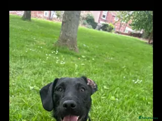 Mixed Breed dogs Patterdale cross - Advert 2