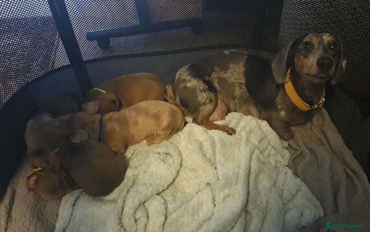 Miniature Dachshund dogs Beautiful Dachshund Puppies - Advert 9