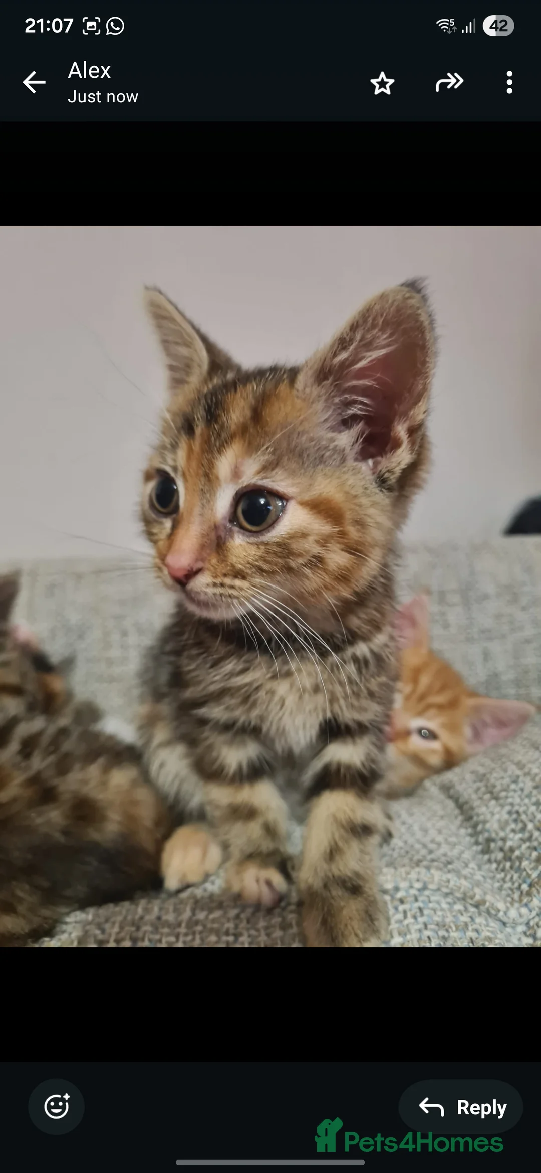 Mixed Breed cats for sale: 10 week old kittens (ready by 5th march) - Advert 33