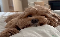 Maltese dogs for sale: Maltipoo Gorgeous Girl  - Image 1