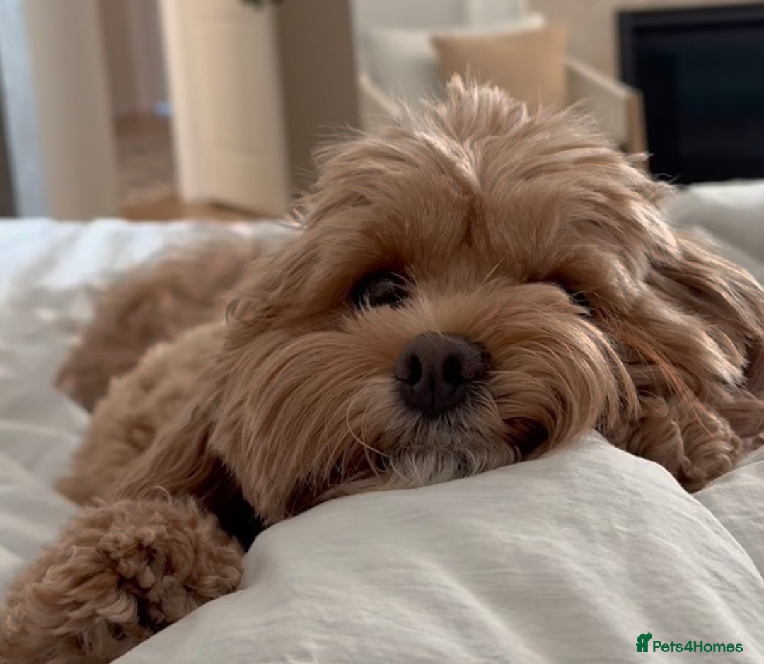 Maltese dogs for sale: Maltipoo Gorgeous Girl  - Image 1