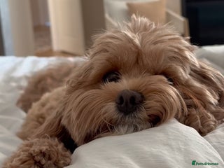 Maltese dogs Maltipoo Gorgeous Girl - Advert 10