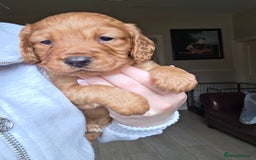 Cocker Spaniel dogs for sale: Working Cocker Spanial Puppies - Image 5