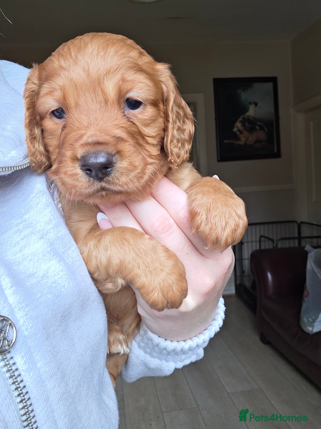 Cocker Spaniel dogs for sale: Working Cocker Spanial Puppies - Image 5