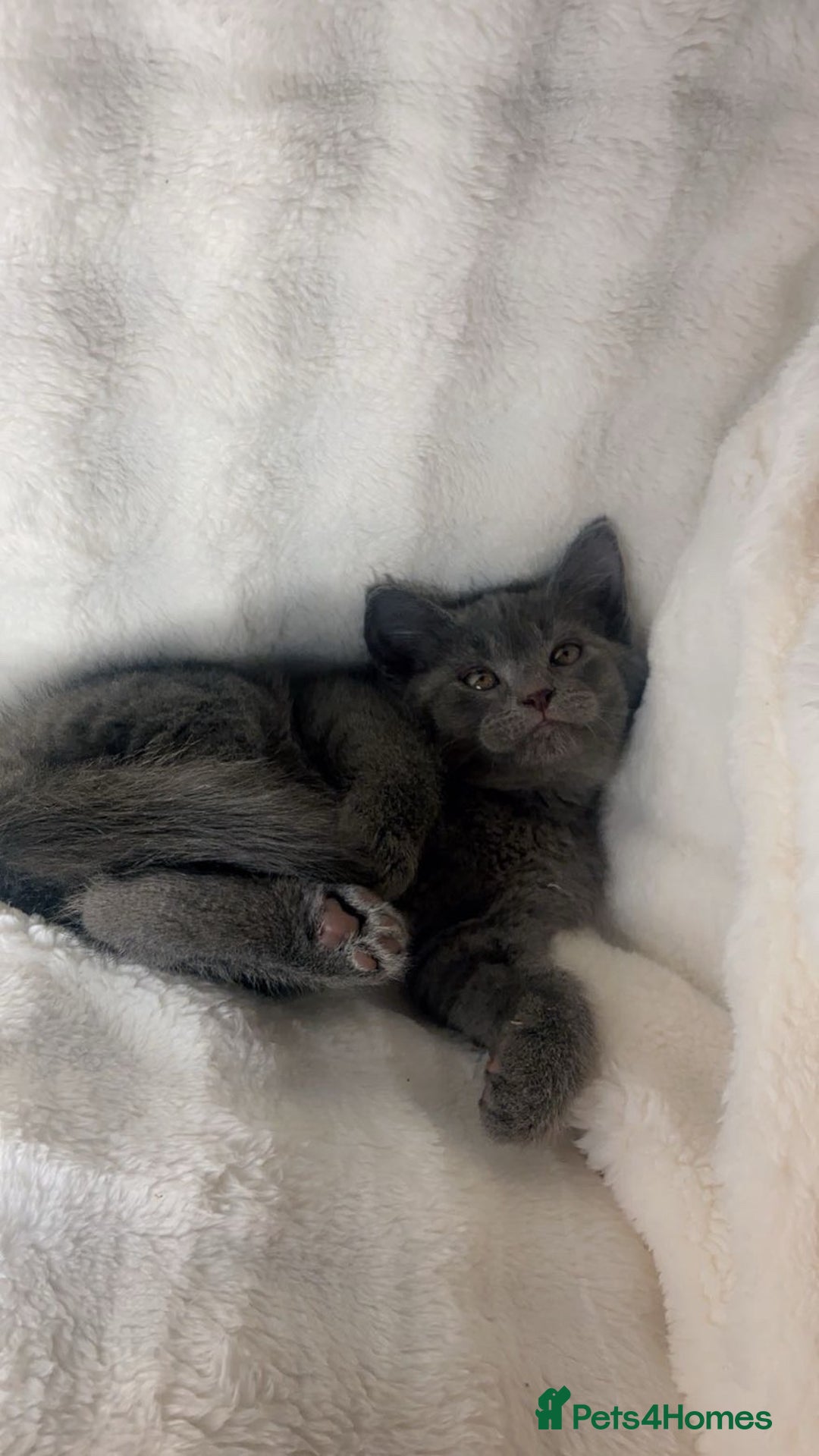 British Shorthair cats for sale: British shorthair x sypnx kitten for sale. - Advert 3