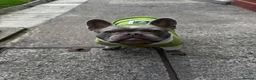 French Bulldog dogs for sale: French bulldog female rehome - Advert 5