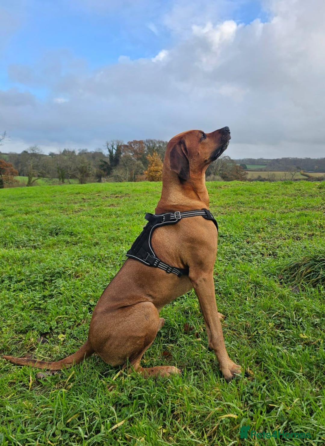 Rhodesian Ridgeback dogs for stud: Rhodesian Ridgeback Stud – Proven & Healthy in Paignton - Image 2