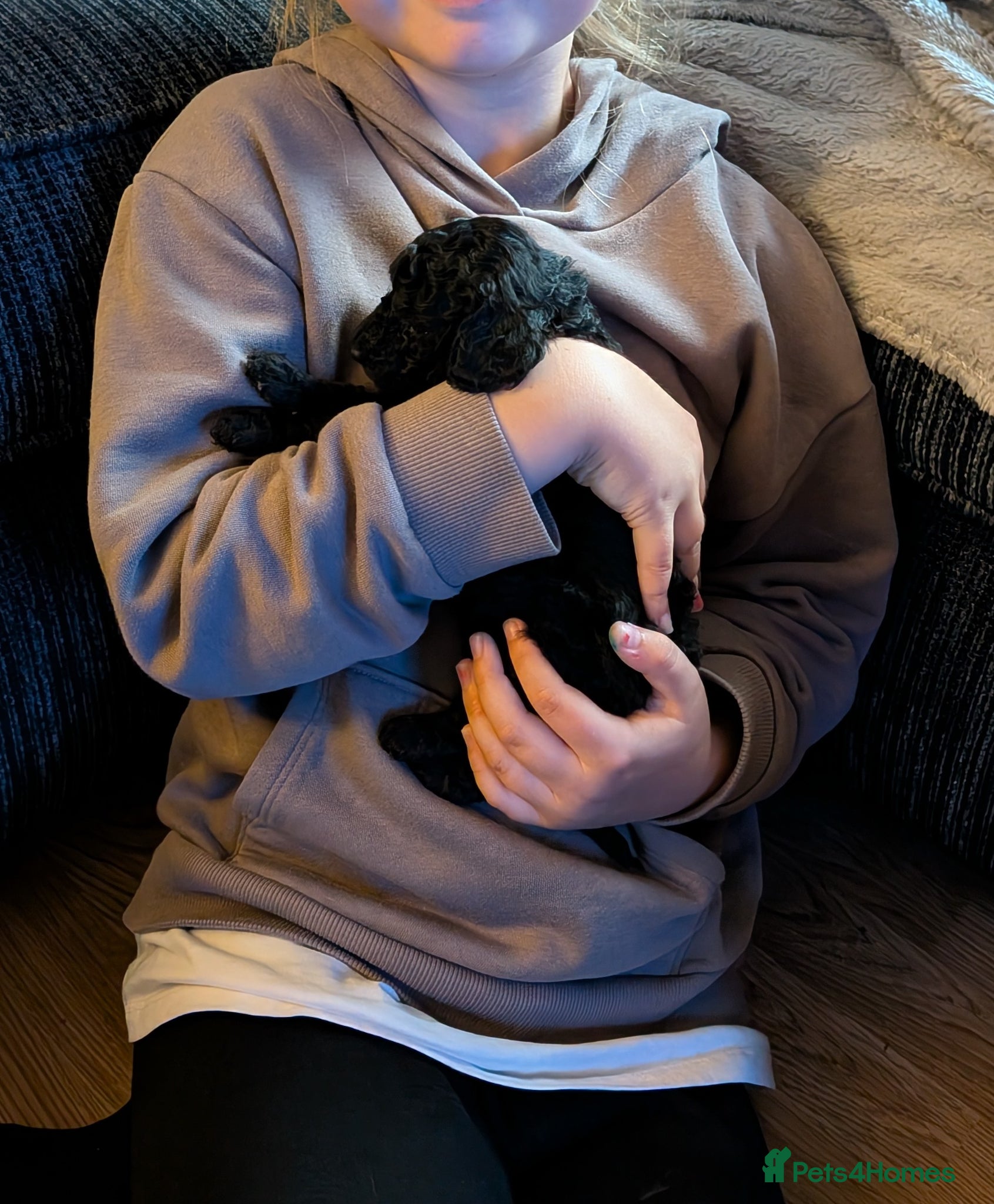 Cockapoo dogs for sale: Toy Cockapoo Puppies for Sale - Advert 7