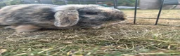 Mini Lop rabbits for sale: Mixed mini lops for sale  - Advert 4