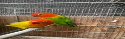 Lovebirds birds for sale: Breeding pair  - Advert 3