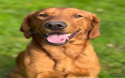 Labrador Retriever dogs for sale: Part-trained fox red Lab,FULLY HEALTH TEST PARENTS - Image 2