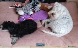 Miniature Schnauzer dogs for sale: Rockybobs Miniature Schnauzers  - Image 8