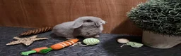 Mini Lop rabbits for sale: Minilop babies (2 girls & 2 boys)  - Advert 2