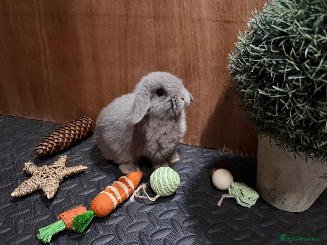 Mini Lop rabbits for sale: Minilop babies (2 girls & 2 boys)  - Advert 2