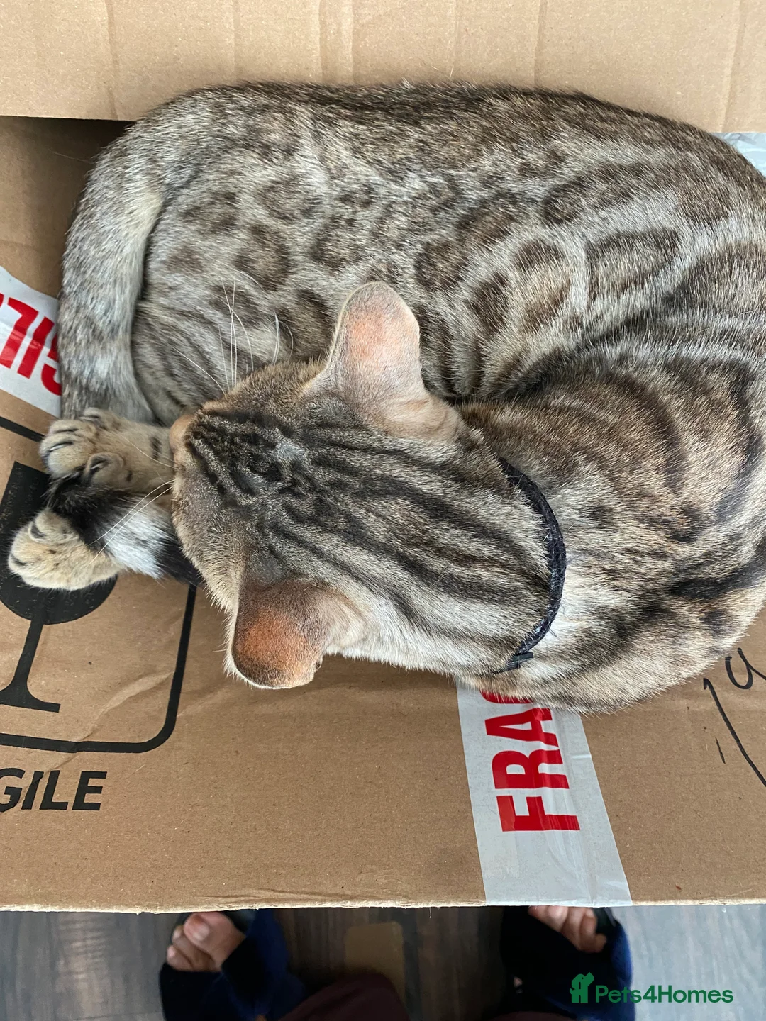 Bengal cats for sale: Snow Sepia 7mth bengal kitten/ cat - Advert 5