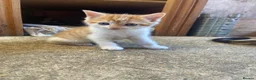Mixed Breed cats for sale: 10 friendly kittens - Advert 11