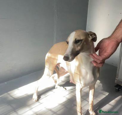 Whippet dogs Beautiful whippet puppies for sale  - Advert 1