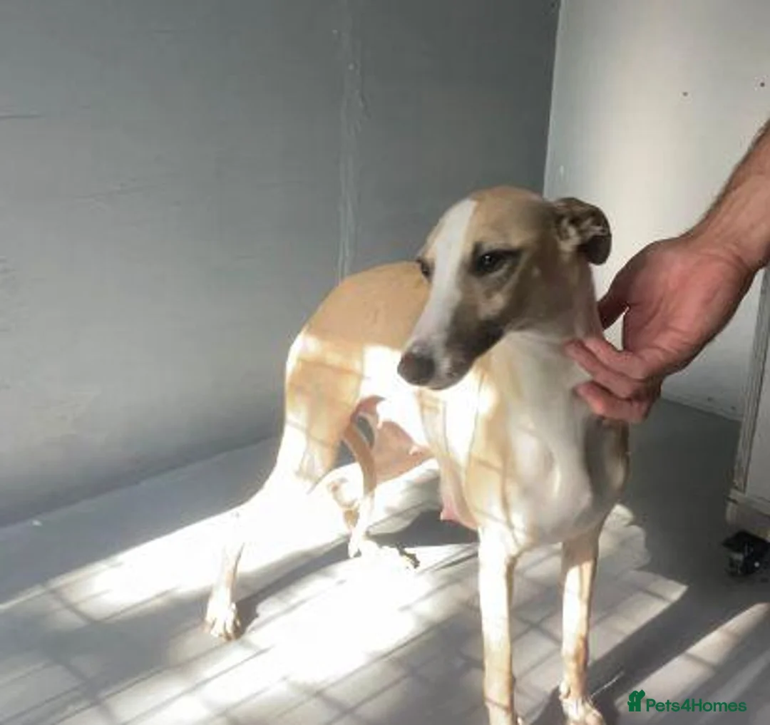 Whippet dogs for sale: Beautiful whippet puppies for sale  - Advert 1