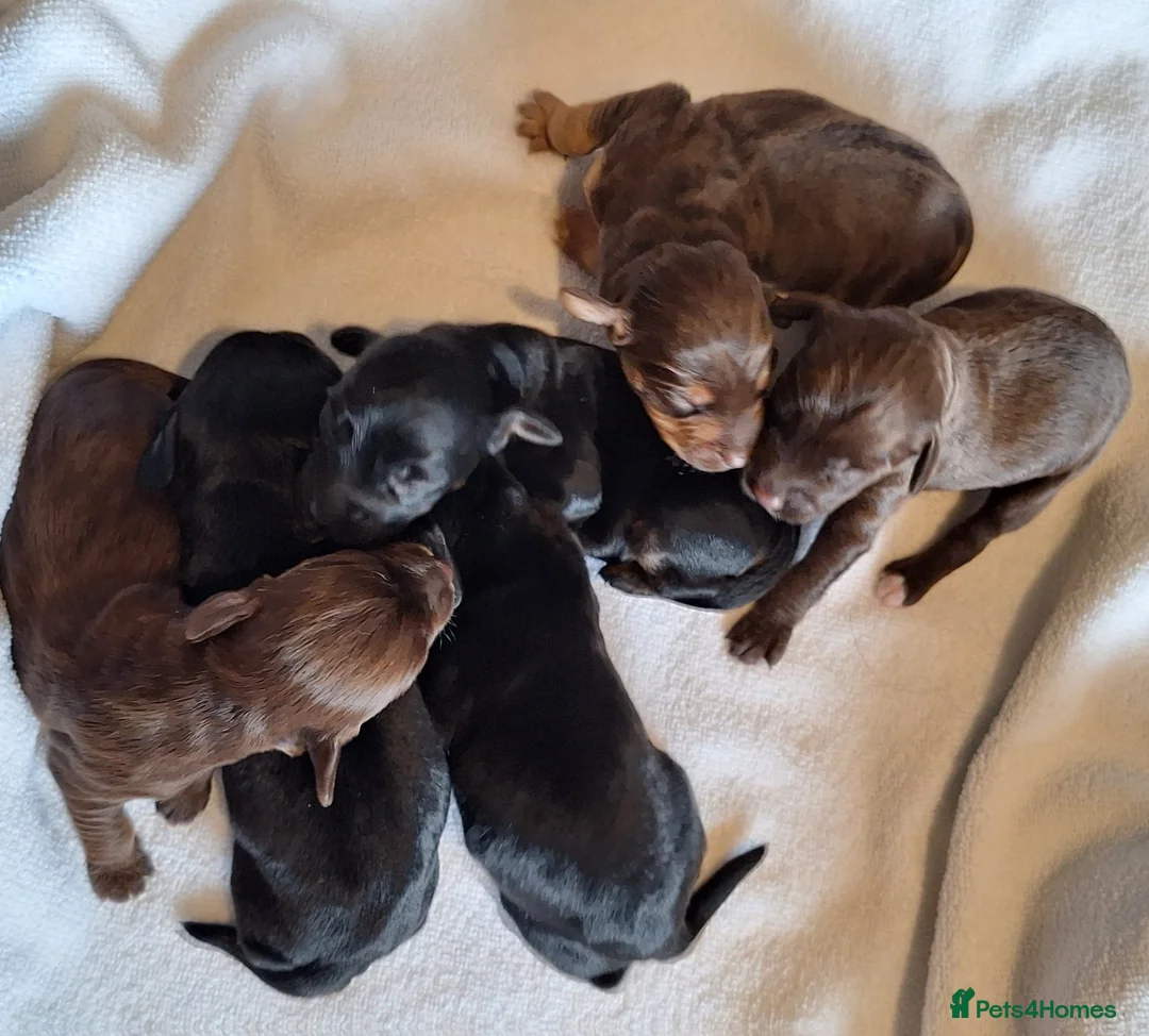 Mixed Breed dogs for sale: Cocker-Terripoo pups - Advert 2