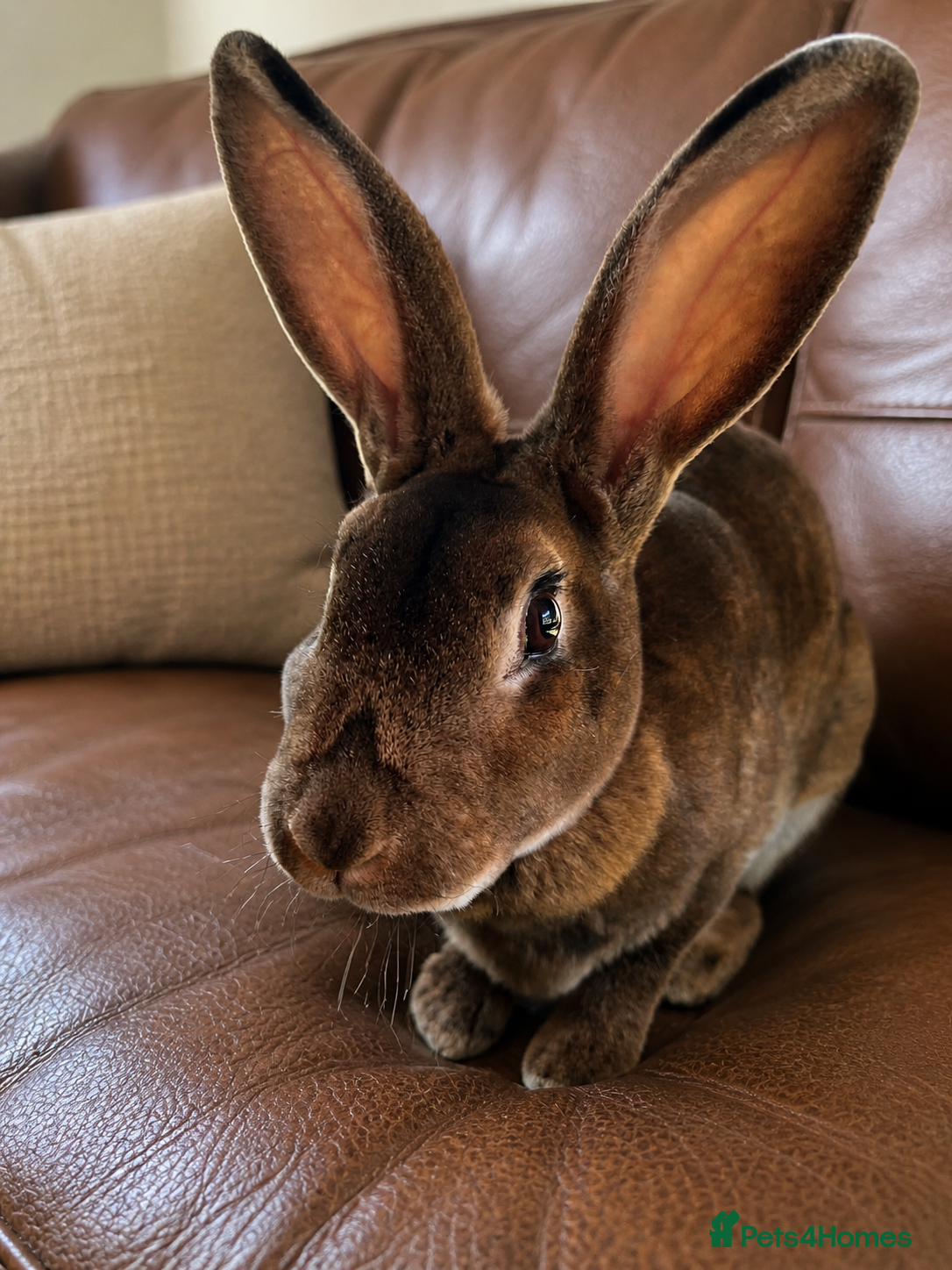 Rex rabbits Now Vaccinated and vet checked Standard Rex x  - Advert 2
