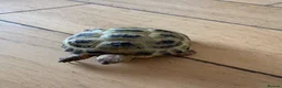 Tortoise reptiles for sale: 2 Horsefield torts, comes with full set up in Stockport - Advert 7