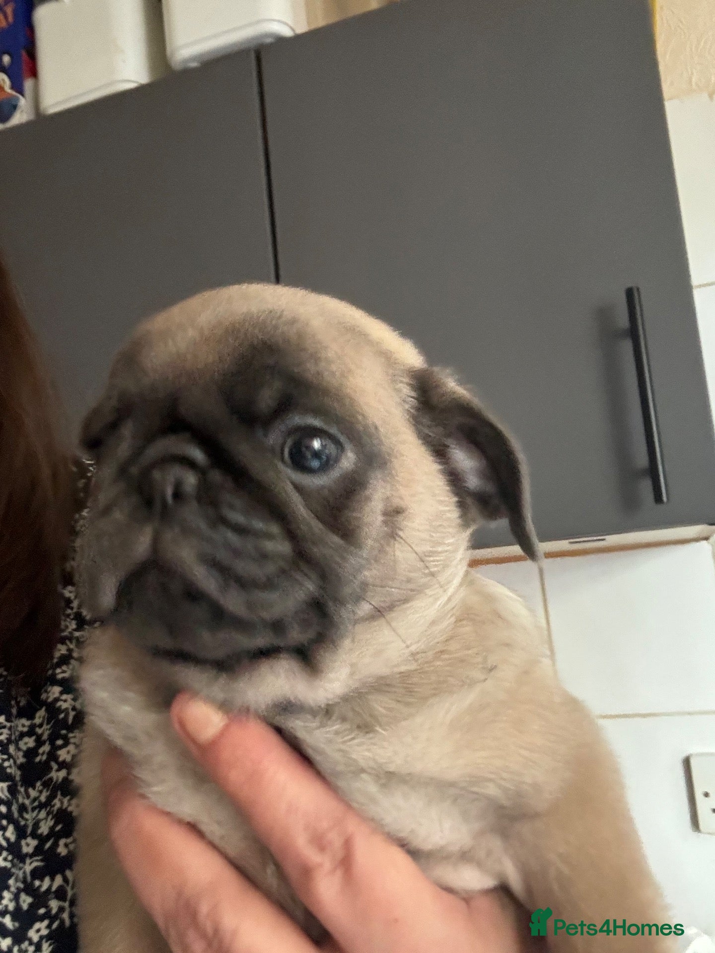 Pug dogs 3 Adorable Pug pups available  - Advert 1