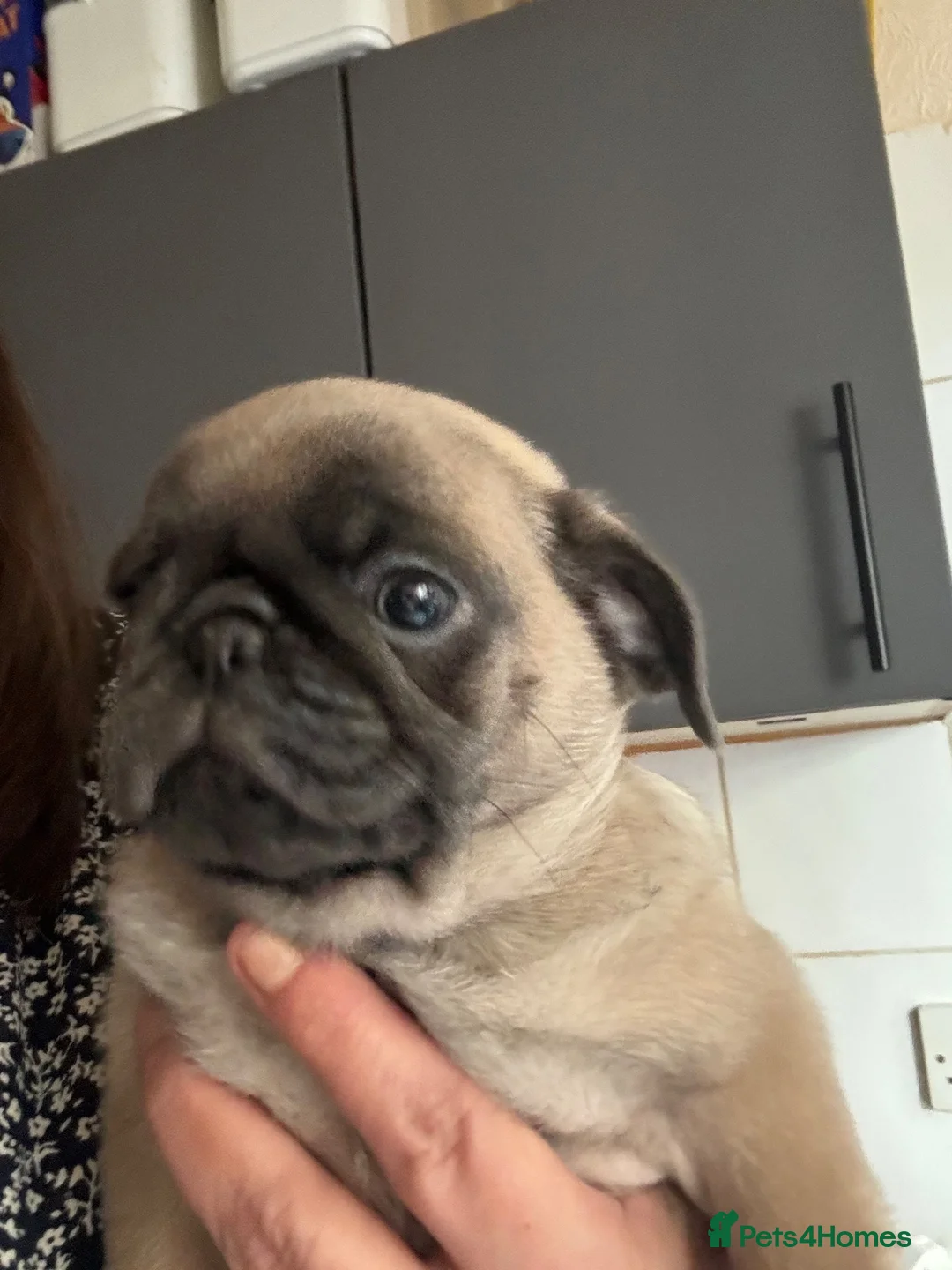 Pug dogs for sale: 3 Adorable Pug pups available  - Advert 1