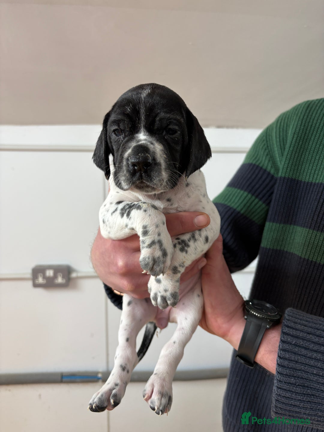 Pointer dogs for sale: English Pointer Puppies available 8th January  - Advert 23