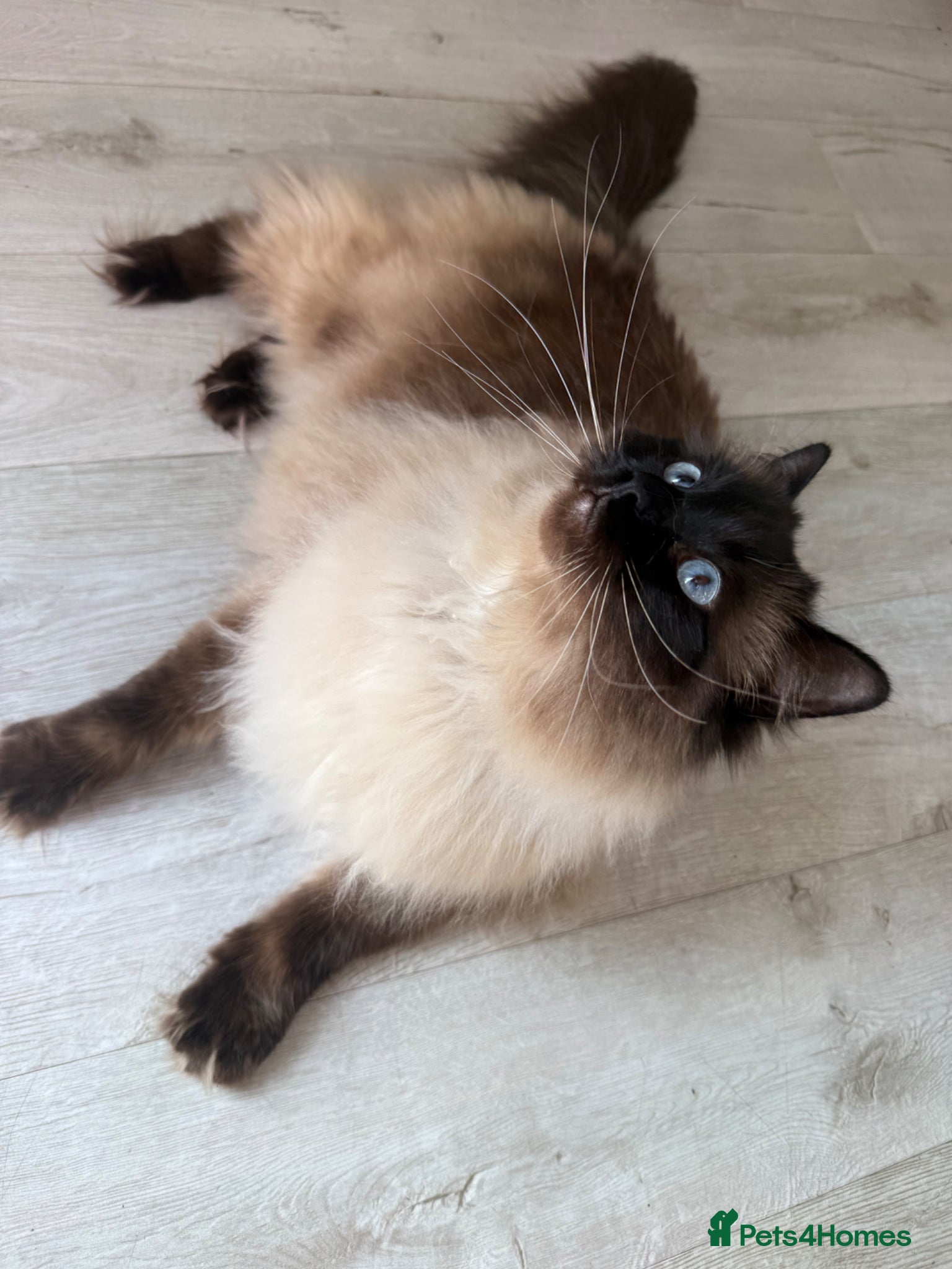 Ragdoll cats Ragdoll Male Cat Energetic Full of Personality 🐾 - Advert 1