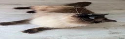 Ragdoll cats for sale: Ragdoll Male Cat Energetic Full of Personality 🐾 in Wolverhampton - Advert 1