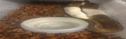 Python Snake reptiles for sale: Mixed Ball Python Sale - Advert 6