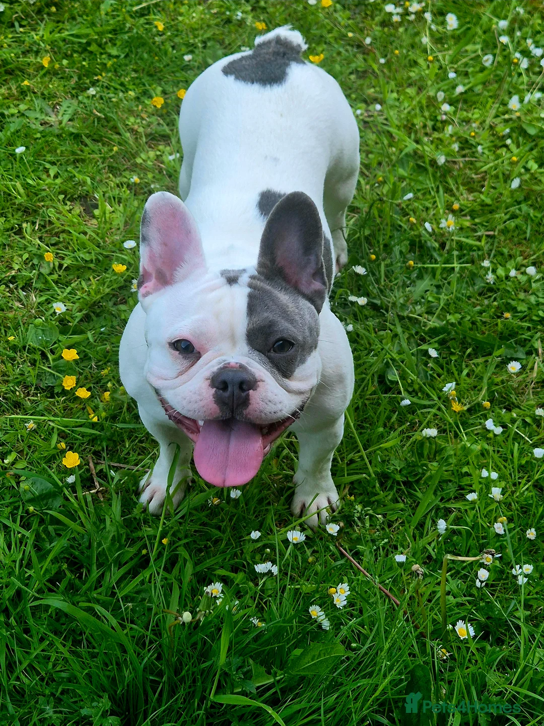 French Bulldog dogs for sale: Female frenchbulldog  in Northwich - Advert 2