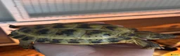 Tortoise reptiles for sale: horsefield tortoise  in Norwich - Advert 2