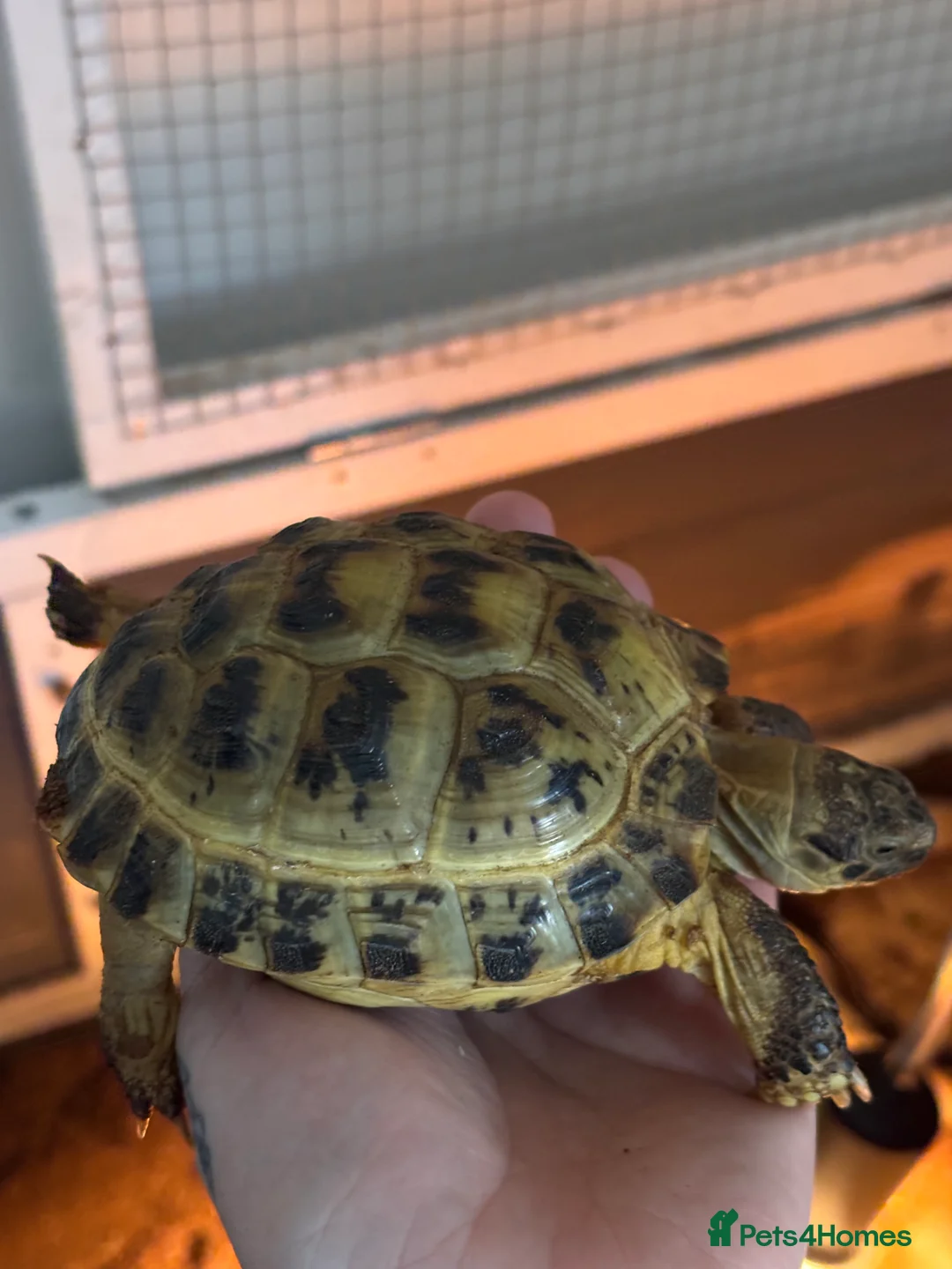 Tortoise reptiles for sale: horsefield tortoise  in Norwich - Advert 2