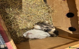 Guinea Pig rodents for sale: 2 pretty baby guinea pigs looking homes. - Image 5