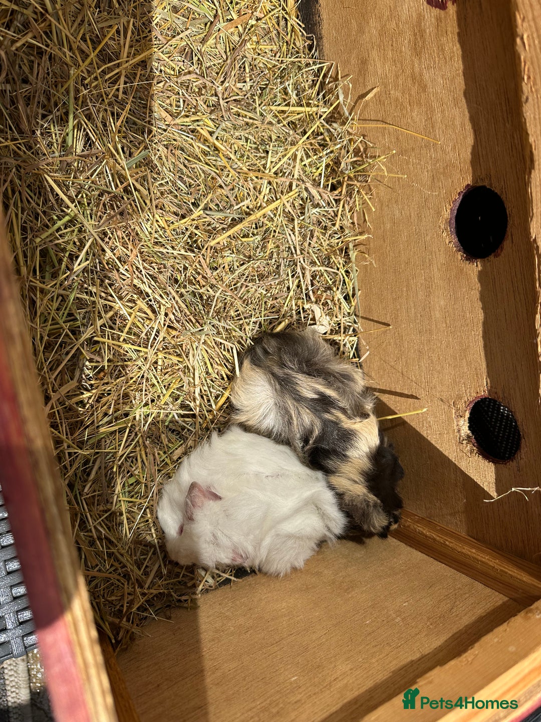 Guinea Pig rodents for sale: 2 pretty baby guinea pigs looking homes. - Image 5