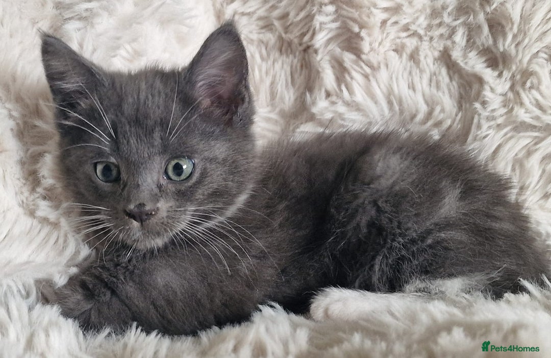 Maine Coon cats for sale: MAINE COONE KITTENS POLYDACTYL&NON POLYDACTYL   - Advert 22