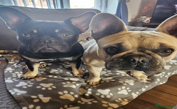 French Bulldog dogs - Advert 2