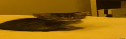 Mixed Breed cats for sale: beautiful tabby kitten - Advert 1